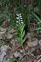 cephalanthera longifolia